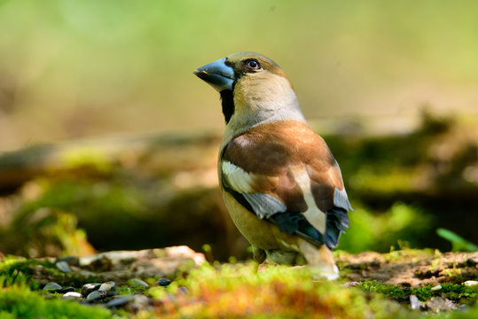 hawfinch, sitting in the water, the bird in a nature habitat, spring nesting, reflection