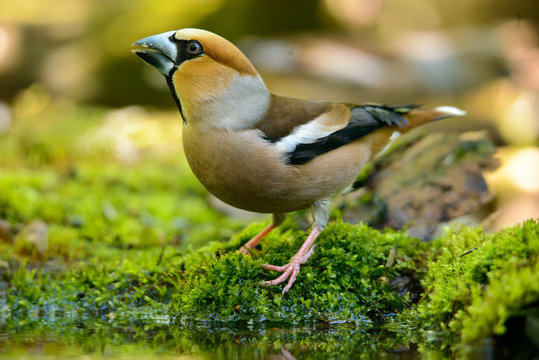 hawfinch, sitting in the water, the bird in a nature habitat, spring nesting, reflection