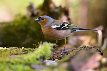 male Chaffinch Fringilla coelebs looking in the camera from a branch in an ecological natural garden