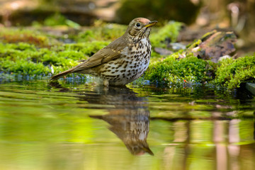 Song Thrush turdus philomelos taking a bath in the lake