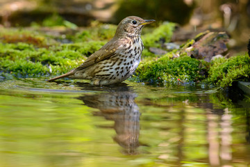 Song Thrush turdus philomelos taking a bath in the lake