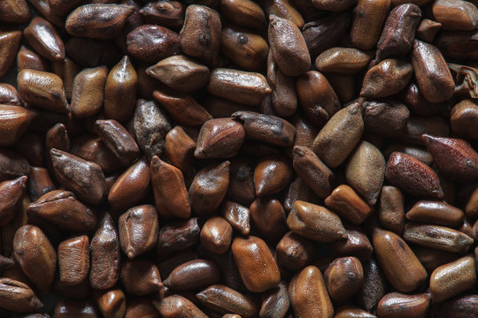 cassia tora beans, cassia tora, chinese coffee beans, coffee beans, coffee background, coffee beans, asian coffee, chinese beans, chinese beans