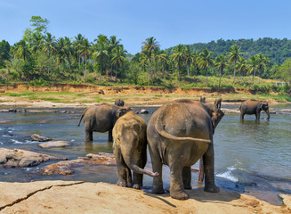 Elephants family Asia elephant