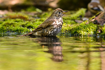 Song Thrush turdus philomelos taking a bath in the lake