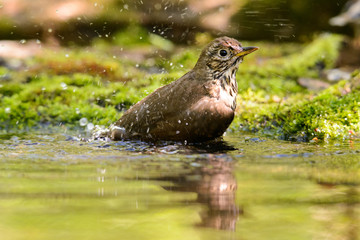Song Thrush turdus philomelos taking a bath in the lake