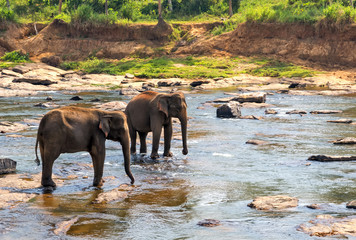 Fototapeta na wymiar Elephants herd attraction river water