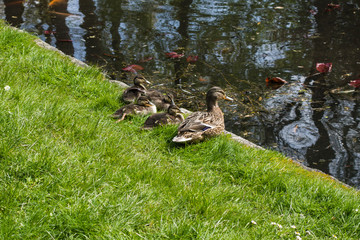 Entenmutter mit Entenküken