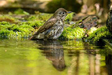 Song Thrush turdus philomelos taking a bath in the lake