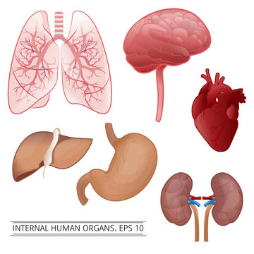 Internal human organs: liver, lungs, heart, stomach, kidneys, br