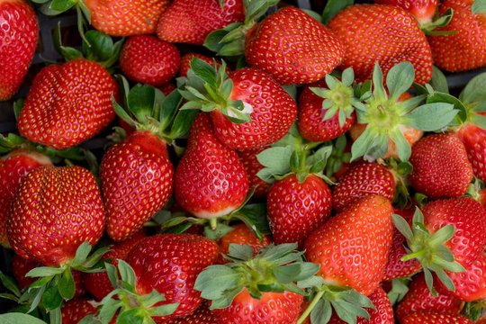 fragole
