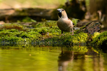 hawfinch taking a bath in the lake