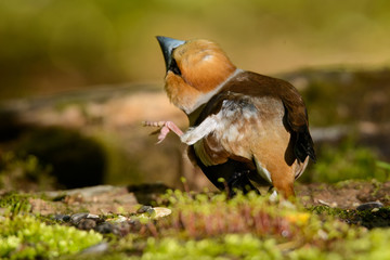 hawfinch, bird in a nature habitat, spring nesting