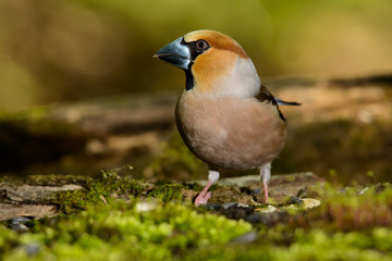 hawfinch, bird in a nature habitat, spring nesting