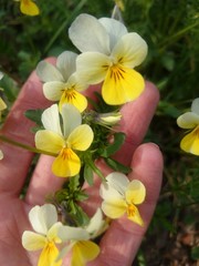 Антенны глазки