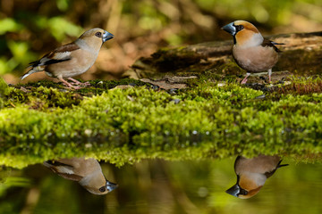 hawfinch, bird in a nature habitat, spring nesting