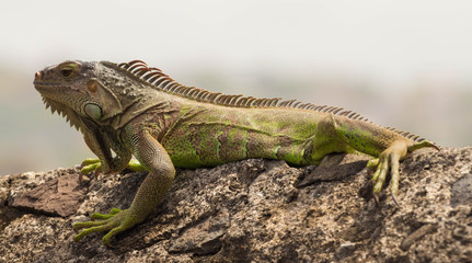 The green  iguana.