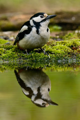 Obraz na płótnie Canvas Great Spotted Woodpecker taking a nice cool bath.
