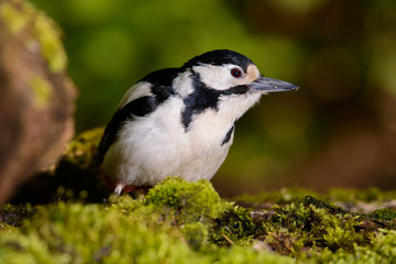 Great Spotted Woodpecker taking a nice cool bath.