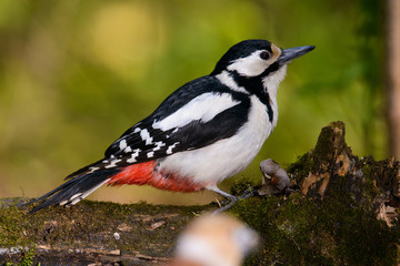 Naklejka premium Great Spotted Woodpecker taking a nice cool bath.