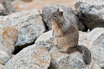 California Ground Squirrel (Otospermophilus beecheyi)