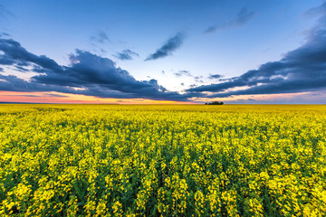 Obraz premium Yellow rape field with sunset sky