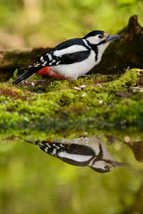 Great Spotted Woodpecker taking a nice cool bath.