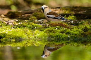 Hawfinch Coccothraustes coccothraustes at the water