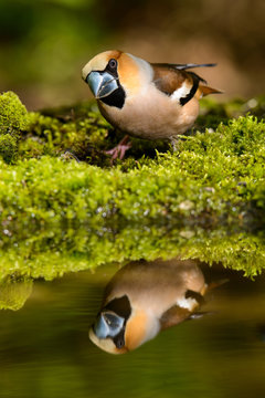 Hawfinch Coccothraustes coccothraustes at the water