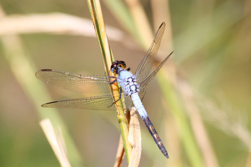 Close-up of blue dragonfly
