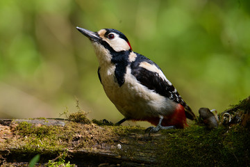 Great Spotted Woodpecker taking a nice cool bath.