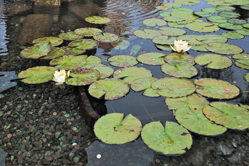Water Lily (nymphaeaceae)