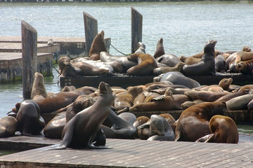Fototapeta premium Sea lions at Pier 39, San Francisco, USA