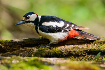 Great Spotted Woodpecker taking a nice cool bath.
