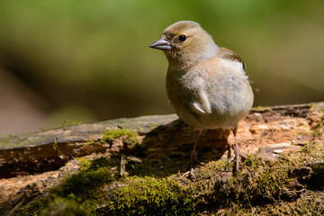 male Chaffinch Fringilla coelebs looking in the camera from a branch in an ecological natural garden