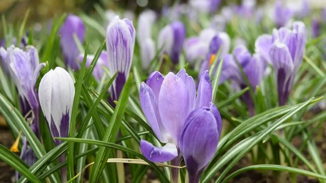 Purple crocuses flowers and wind. Springtime footage