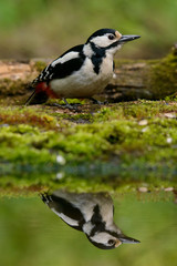 Great Spotted Woodpecker taking a nice cool bath.