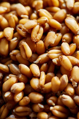 Whole wheat sprouts
