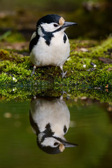 Great Spotted Woodpecker taking a nice cool bath.