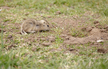 Obraz premium Baby gopher eating.