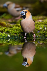 Hawfinch Coccothraustes coccothraustes at the water