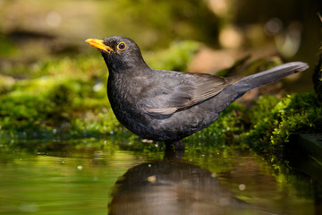 the Blackbird, while taking a bath