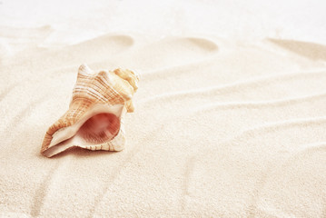 Fototapeta na wymiar Sand with shell