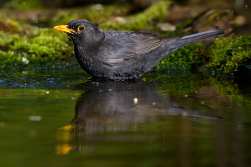 the Blackbird, while taking a bath