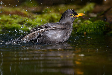 Blackbird taking a bath