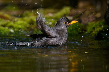 Blackbird taking a bath in the spring
