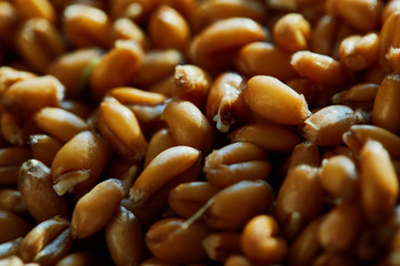 Whole wheat sprouts