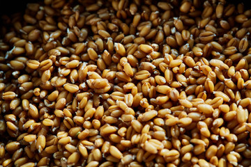 Whole wheat sprouts