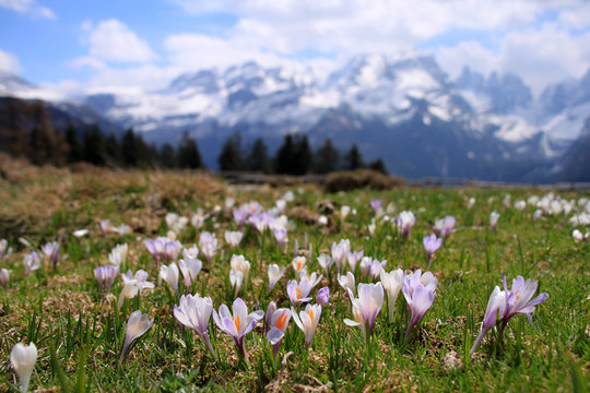 Fioritura di crocus a malga Ritorto, primavera nelle Dolomiti di Brenta