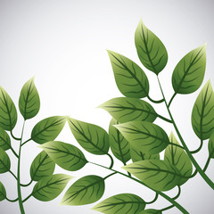 Tropical leaves design. leaf icon. natural concept, vector illustration