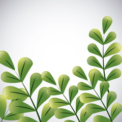 Tropical leaves design. leaf icon. natural concept, vector illustration